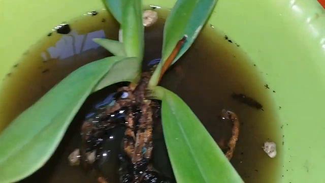 ПАФИОПЕДИЛЮМ КТО ПРЯТАЛСЯ В ГРУНТЕ смотреть онлайн