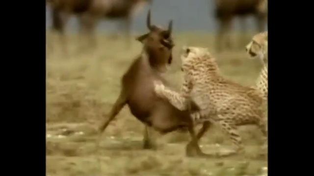 Красивая охота больших диких кошек смотреть онлайн