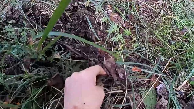 Столько грибов мы еще не собирали. Грибы 2023, грузди. Часть 1