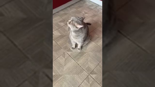 Кота посадили на диету? смотреть онлайн