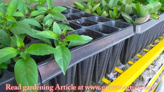 Poly House Wale Plants Bahar Kyon Mar Jate Hain | Why Polyhouse Plants Die Outside смотреть онлайн