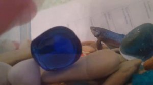 Рыба петушок