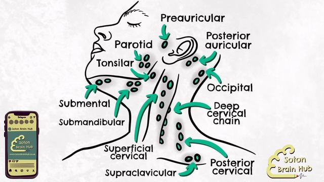 Lymph Nodes of The Head and Neck смотреть онлайн
