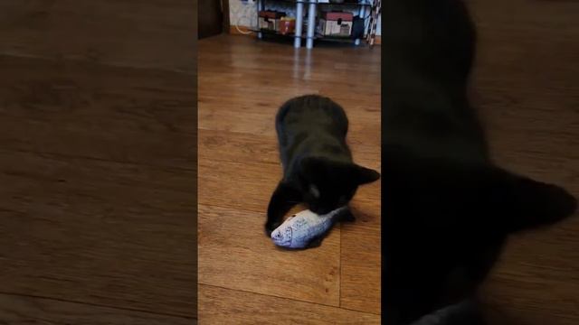 Бомбейская кошка 😜 и рыба #funnyanimals смотреть онлайн