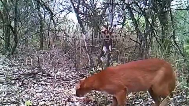 Ягуарунди смотреть онлайн