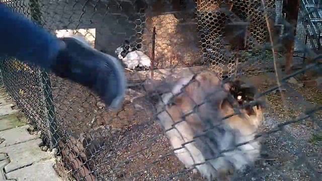 Петушиный переполох смотреть онлайн