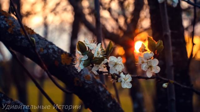 Подслушав разговор жениха и будущей свекрови, невеста ахнула от шока. И в первую брачную ночь... смотреть онлайн