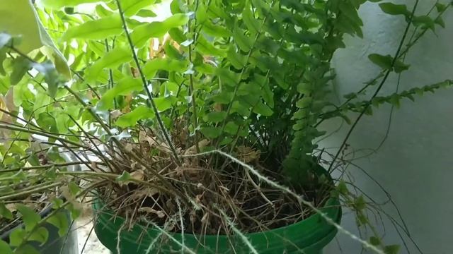 папоротник нефролепсис, nephrolepis смотреть онлайн