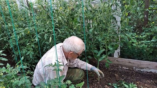 7 причин по которым необходимо удалять нижние листья у томатов смотреть онлайн