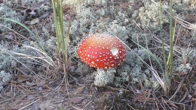 НАРЕЗКА КАДРОВ ГРИБОВ ЗА 2021 год. Сделайте звук потише! смотреть онлайн