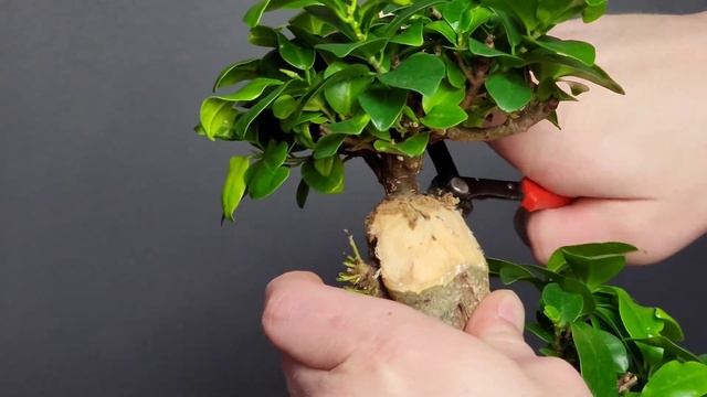 Ginseng Ficus Bonsai