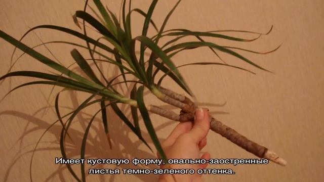 Драцена — уход в домашних условиях