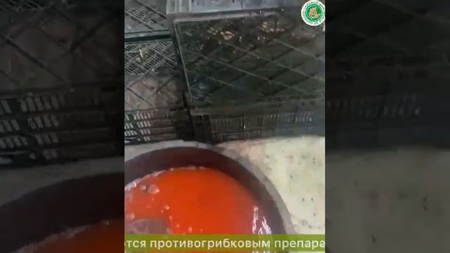 Саженцы ПИОНОВ. Показываем ВЕСЬ ПРОЦЕСС ДЕЛЕНИЯ, ОБРАБОТКИ И УПАКОВКИ! смотреть онлайн