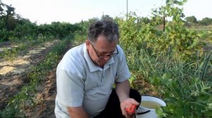 Замеры кислотности после подкисления голубики. Парадокс?