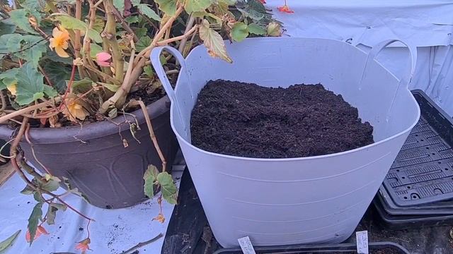 How to grow verbascum part 1 смотреть онлайн