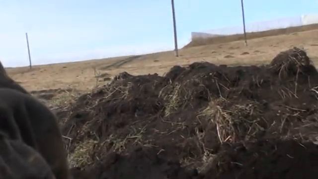 Рабочий момент Холмогорец-3. смотреть онлайн