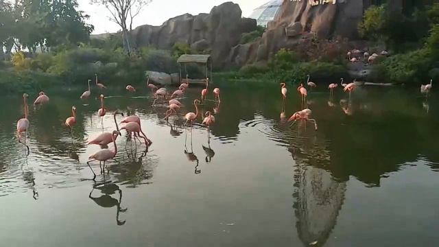 Фламинго смотреть онлайн