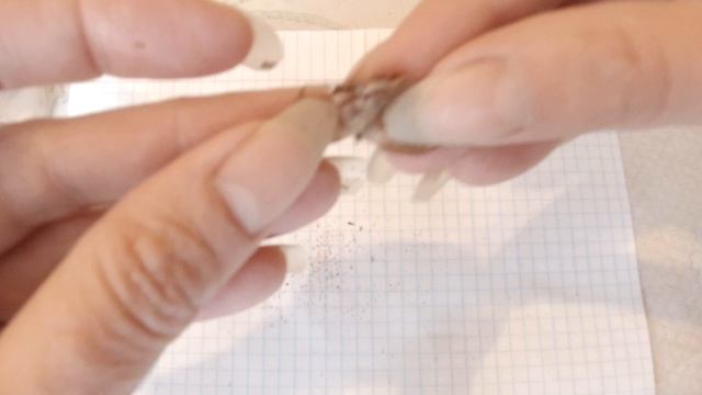 Семена вечноцветущей (всегда цветущая) бегонии как собрать смотреть онлайн