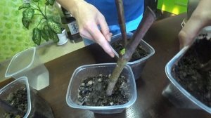 Размножение инжира. Самый эффективный способ.