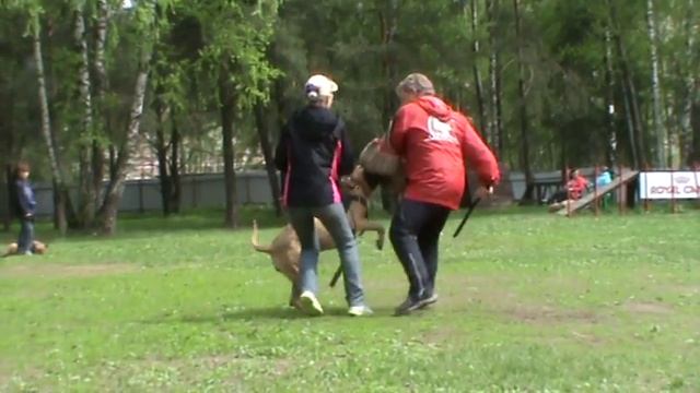 Канарский дог Европа, смотреть онлайн