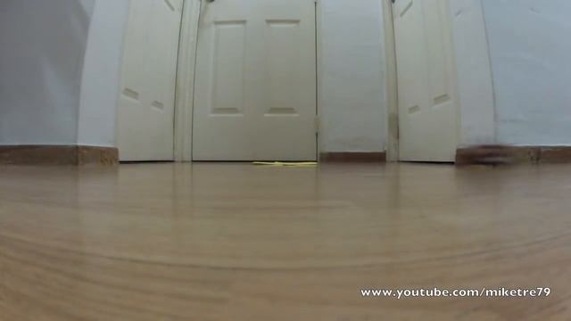 Adorable cat chases RC bike (Kyosho Mini-Z Moto Racer) смотреть онлайн