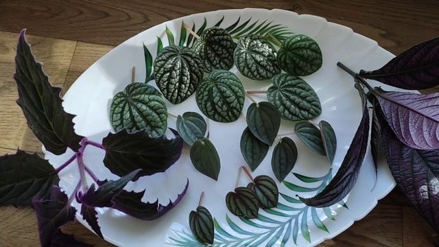 Снова размножаю растения. смотреть онлайн