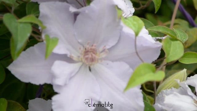 Clématite Filigree™ 'Evipo029' by clematite.net - Spécialiste des plantes de jardin смотреть онлайн