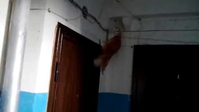 Кот монтажник смотреть онлайн