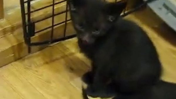 Lotus Flower (Siamese) & Tingeling (Oriental) kittens