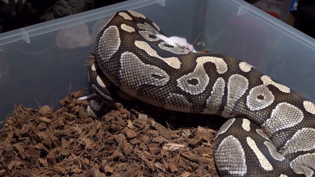 Python Eat A Large Rat /Warning Live Feeding смотреть онлайн