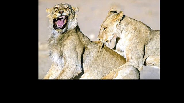 Метафорические ассоциативные карты 