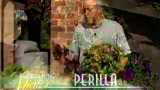 Perilla смотреть онлайн