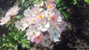 Роза Хевенли пинк и Балерина