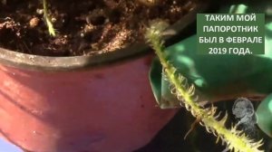 Быстро растущий папоротник!