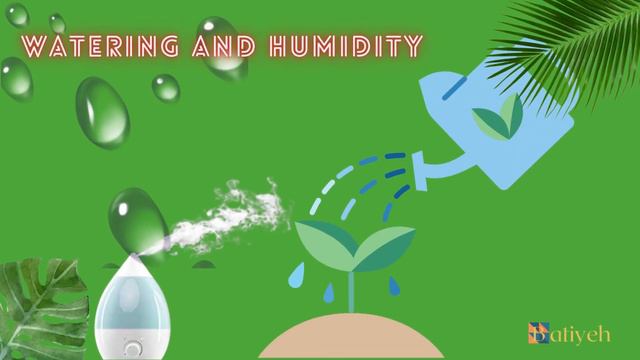 Everything you need to know about codiaeum variegatum plants смотреть онлайн