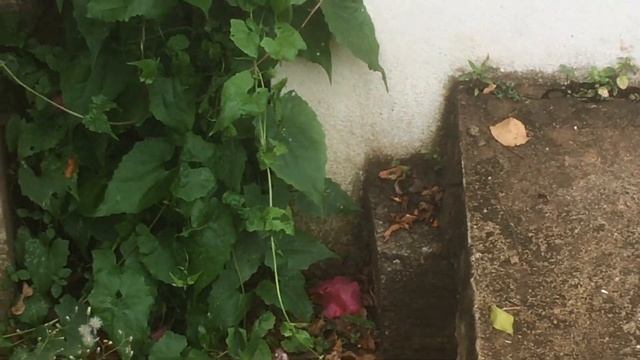 Sri Lanka Шри-Ланка, Mihiripenna Beach, Унаватуна Unawatuna beach, Dream Valley Resorts Unawatuna. смотреть онлайн