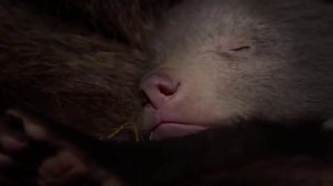 Рождение Медвежат The Birth Of Cubs