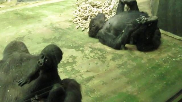 Гориллы с детенышем в московском зоопарке смотреть онлайн