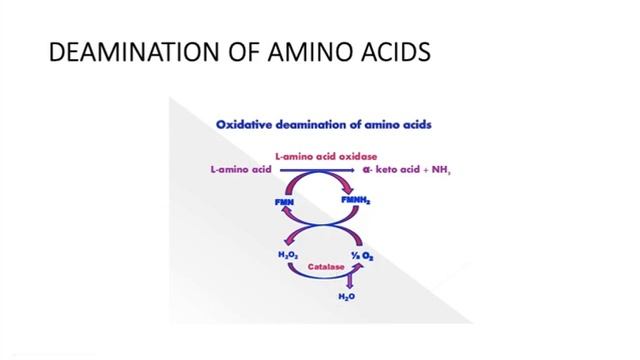 Biochemistry General reactions смотреть онлайн