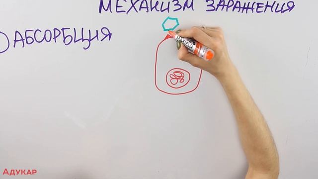 Вирусы | Биология ЦТ, ЕГЭ смотреть онлайн