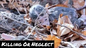 Abnormal Behavior in Macaques