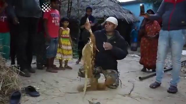 Спасение королевской кобры. смотреть онлайн