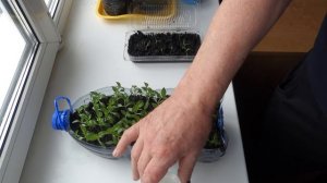 Перец Цицак.  Рассада перца от всходов до пикировки.