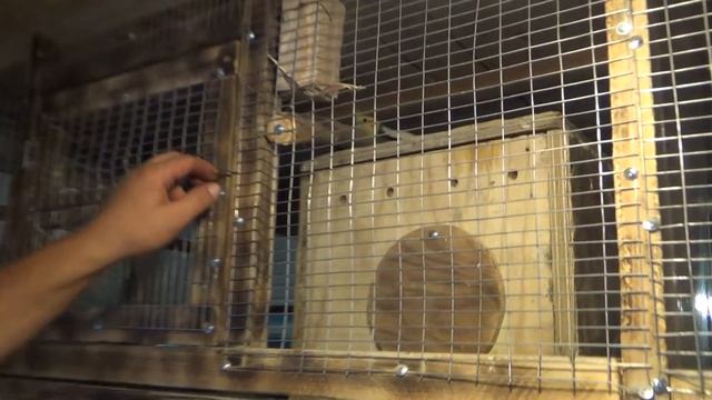 Осмотр гнезд у карелл на наличие птенцов. смотреть онлайн