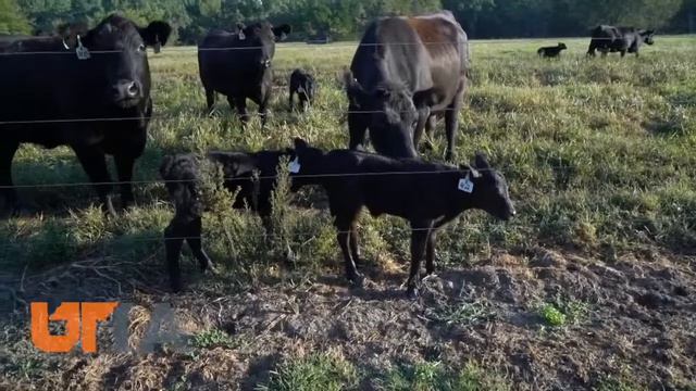 Ames Calving Research смотреть онлайн