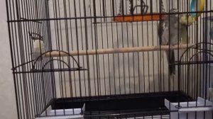 Почему попугай не выходит из клетки?! Как помочь попугаю не боятся?