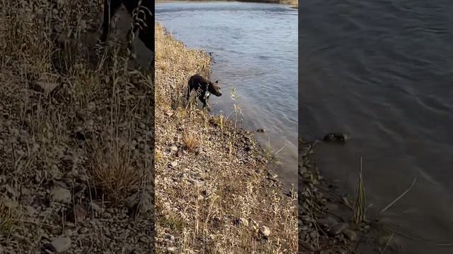 🔥СТАЯ🔥 смотреть онлайн