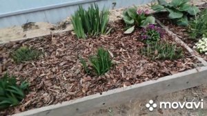 Клумба из хост и лилейников переехала на другое место...