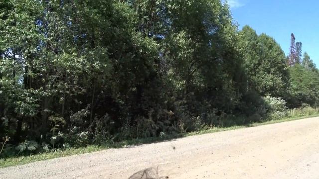 Выпуск длиннохвостой неясыти В53351 Мать совят из Прокопьевска смотреть онлайн