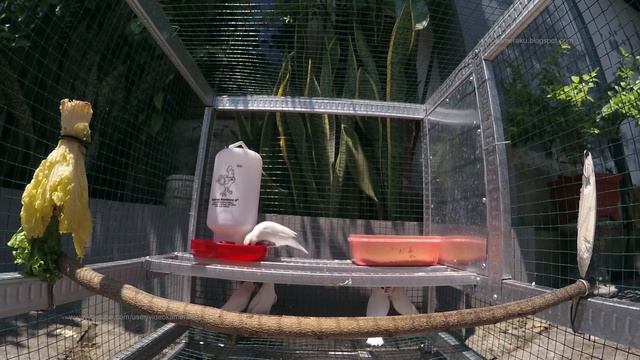 White Java Sparrows Sunbathing After Shower смотреть онлайн